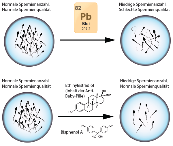 Spermienreduktion und -schädigung durch Blei und künstliche Östrogene