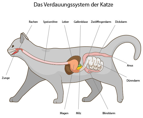 Das Verdauungssystem der Katze