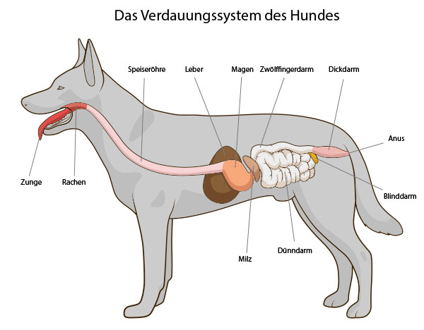 Das Verdauungssystem des Hundes
