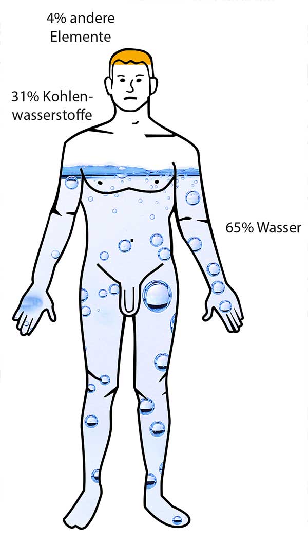 Prozentuale
Zusammensetzung des Körpers aus Wasser, Kohlenwasserstoffen und sonstigen Molekülen