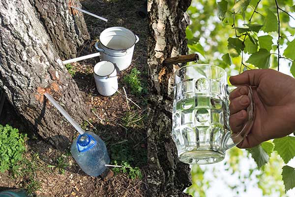 Abzapfen von Birkensaft aus dem Baum in Gefäße