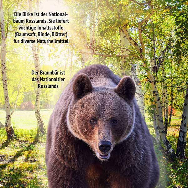 Birkenwald und Braunbär