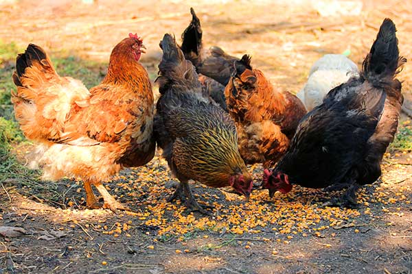 Fütterung von Hühnern mit Mais