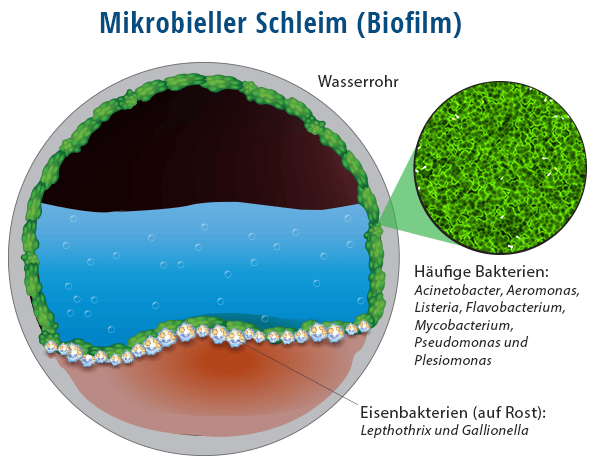 Illustration mikrobieller Film