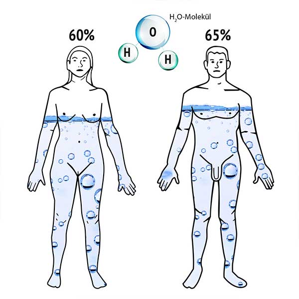 Wasseranteil am menschlichen Körper
