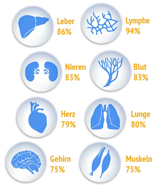 Wasseranteil ausgewählter Organe des menschlichen Körpers