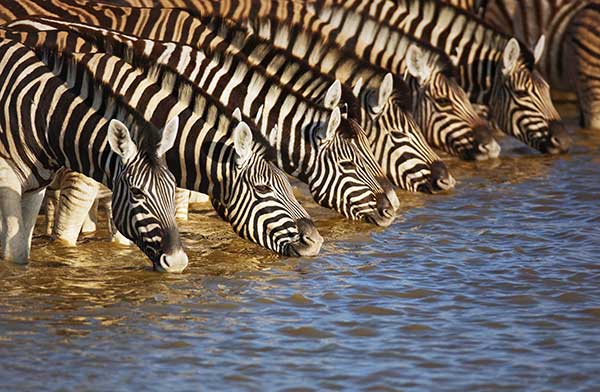 Zebras trinken an Wasserstelle