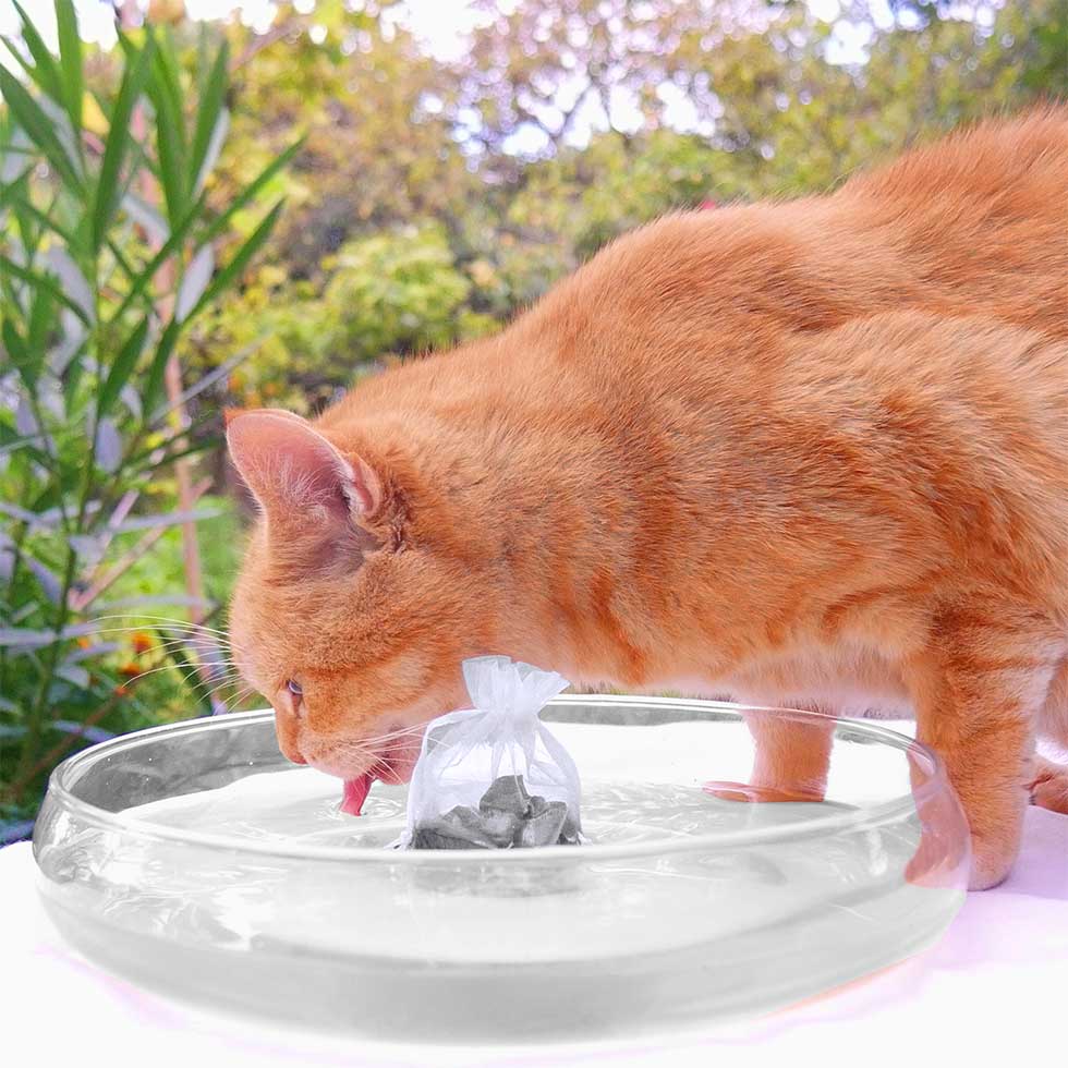 Kater Zuckerschneck trinkt Edelschungit-Wasser